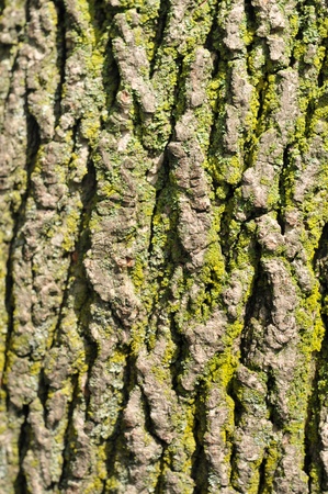 Close-up of tree bark texture with lichenの写真素材