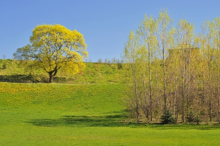 Oak tree in field, Toronto, Canadaの写真素材