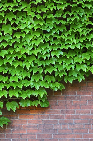 Wall of green ivy leavesの写真素材