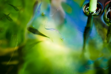 Fish, Guppy, swimming in fresh water with reflectionの写真素材
