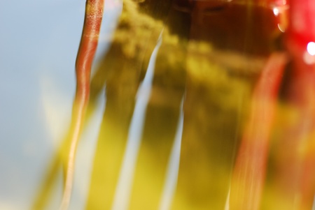 Tropical water plant stems and reflection in the water surface の写真素材