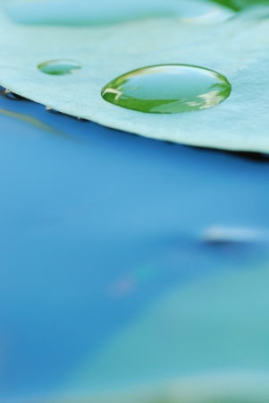 water lily leaves and water dropsの写真素材