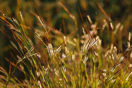 Wild grasses in evening lightの写真素材