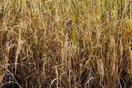 Rice field in Thailandの写真素材
