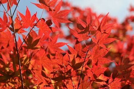 Japanese red maple leaves in the parkの写真素材