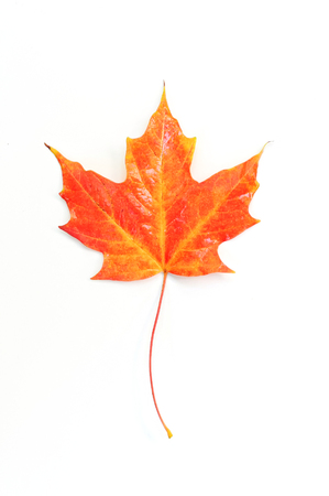 Wet maple leaf in autumn season, isolatedの写真素材