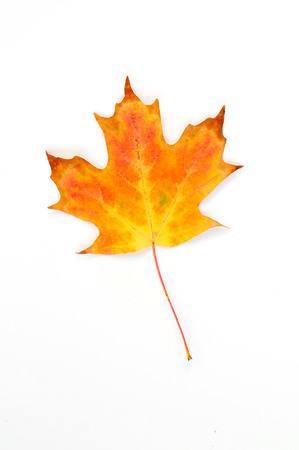 Maple leaf in fall seasonの写真素材