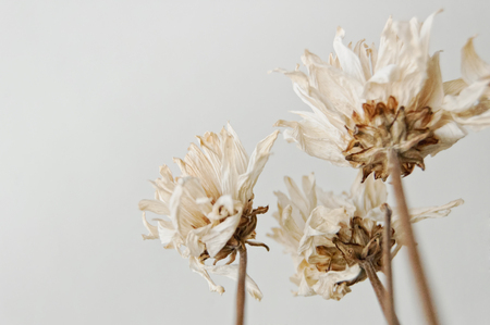 Dead White Flowers. Relationship died, Divorce.の写真素材