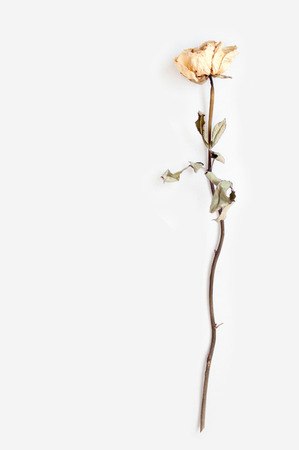 A whithered white rose with shodow on white backgroundの写真素材
