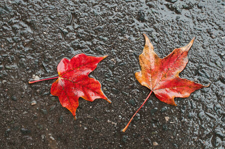 Maple leaves on wet road