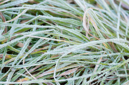 frozen grass in a garden , winterの写真素材