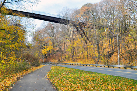 Autumn forest with yellow maple trees and colorful foliage in hiking trail, Toronto