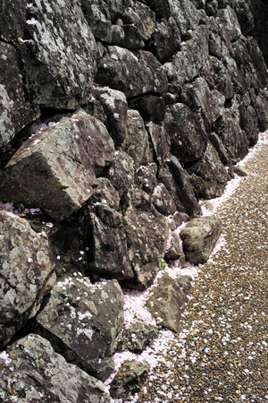 Ancient wall of round and crushed stones with fallen cherry blossom petalsの写真素材