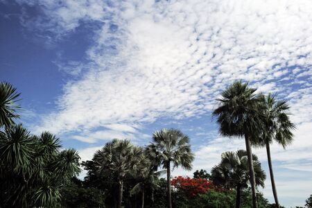 Palm trees with blue sky background, Thailandの写真素材