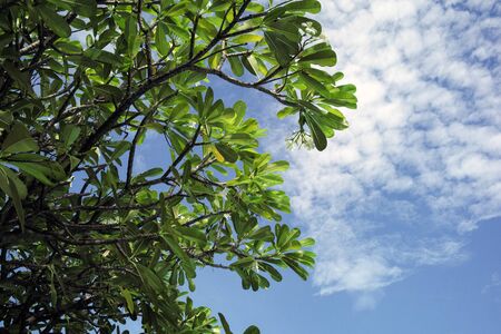 Plumeria tree with blue sky backgroundの写真素材