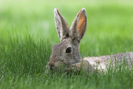 A cottontail bunny in tall green grass.