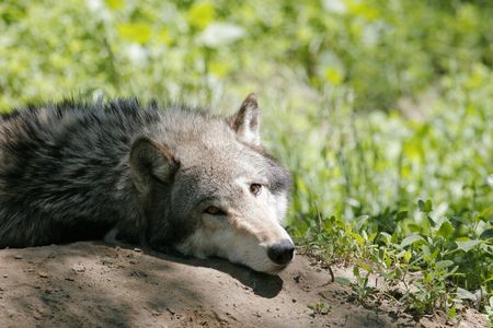 A Grey Wolf is aware of someones presenceの写真素材