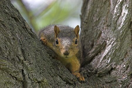 a curious squirrel in a tree watching to see who is watching himの写真素材