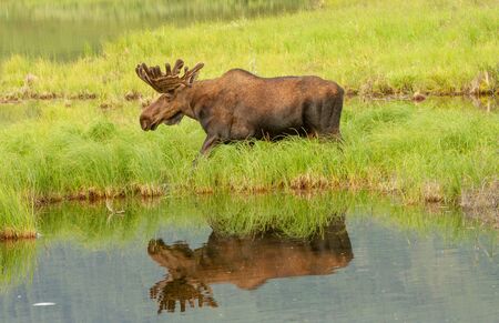 Moose walking next to and reflected in a lake in Denali National Park, Alaska, USA. Moose and reflection are centered in the frame.の写真素材