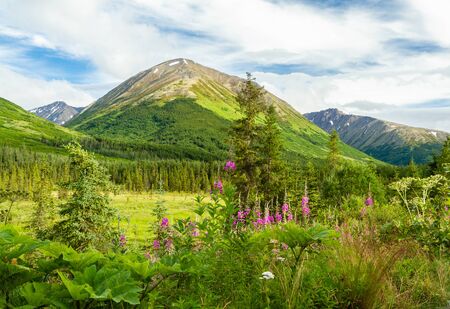 Idyllic Alaskan landscape scene with pink wildflowers in foreground, green alpine meadow in mid-ground, and mountains in background with blue sky.の写真素材