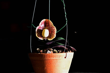 Paphiopedilum godefroyae flower in a potの写真素材