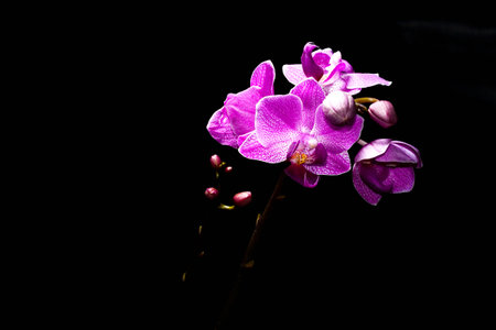 Purple orchid flowersの写真素材