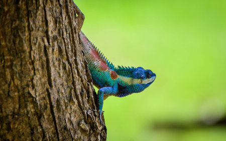 blue lizard の写真素材