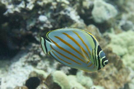 Ornate Butterflyfish off Kona, Big Island, Hawaiiの写真素材