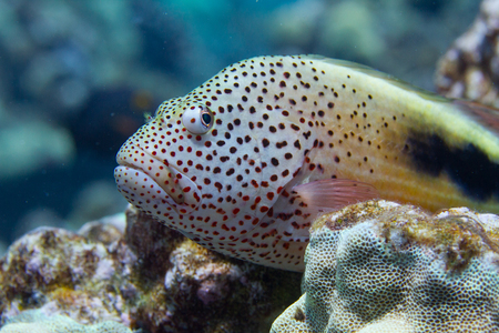Black-Sided Hawkfish on Coral Reef off Kona, Big Island, Hawaii