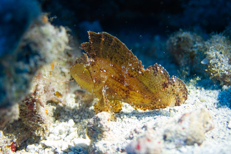 Leaf Scorpionfish on Coral Reef off Oahu, Hawaiiの写真素材
