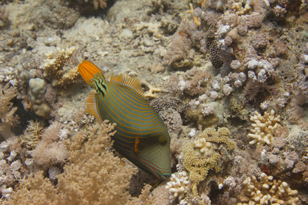 Orange-Lined Triggerfish on Coral Reef in Red Sea off Sharm el Sheikh, Egyptの写真素材