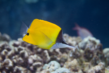 Common Longnose Butterflyfish on Coral Reef off Puako, Big Island, Hawaiiの写真素材