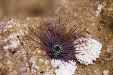 Needle-Spined Urchin on Coral Reef off Maui, Hawaiiの写真素材