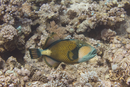 Titan Triggerfish on Coral Reef in Red Sea off Sharm el Sheikh, Egypt