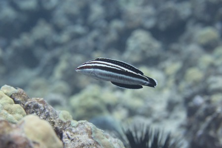 Yellowstripe Coris on Coral Reef off Kona, the Big Island, Hawaiiの写真素材