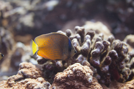 Sunburst Butterflyfish on Coral Reef off Maui, Hawaii