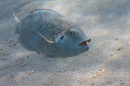 Abudjubbe Wrasse in Red Sea off Dahab, Egypt