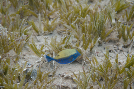 Bluetail Trunkfish over Seagrass in Red Sea off Dahab, Egypt