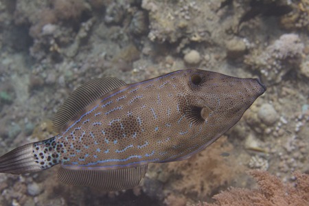 Scrawled Filefish on Coral Reef in Red Sea off Sharm El Sheikh, Egypt