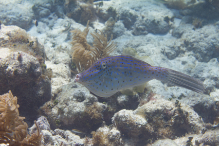 Scrawled Filefish on Coral Reef off Marathon, Florida Keys, Florida