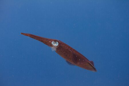 Caribbean Reef Squid on coral reef off Bonaire, Dutch Caribbeanの写真素材
