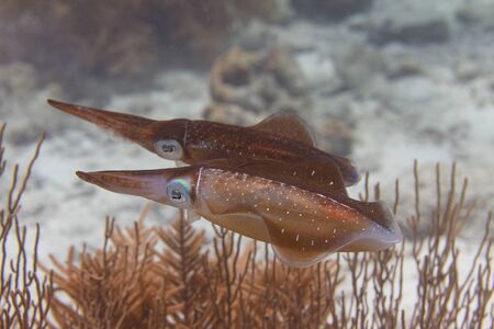 Caribbean Reef Squid communicating by changing skin color on coral reef off Bonaire, Dutch Caribbean