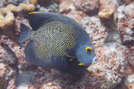 French Angelfish on coral reef off Bonaire, Dutch Caribbean