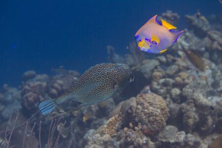 Honeycomb Cowfish and Queen Angelfish on coral reef off Bonaire, Dutch Caribbean