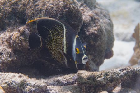 Juvenile French Angelfish on coral reef off Bonaire, Dutch Caribbean