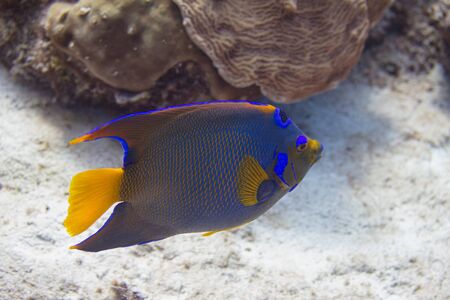 Queen Angelfish on coral reef off Bonaire, Dutch Caribbean