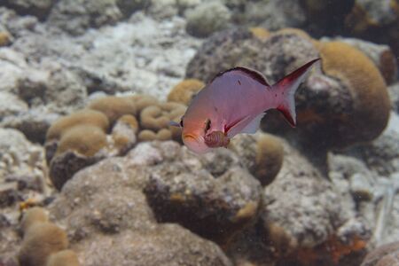 Creolefish with isopod parasite on check on coral reef off Bonaire, Dutch Caribbean
