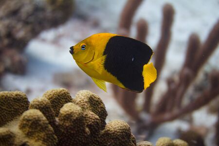 Rock Beauty Angelfish on coral reef off Bonaire, Dutch Caribbeanの写真素材
