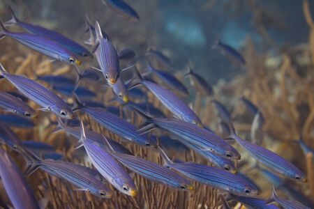 Shoal of Boga on coral reef off Bonaire, Dutch Caribbeanの写真素材