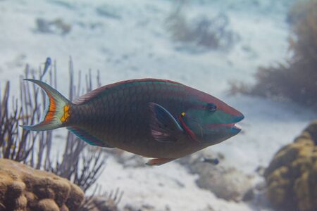 Stoplight Parrotfish on coral reef off Bonaire, Dutch Caribbeanの写真素材